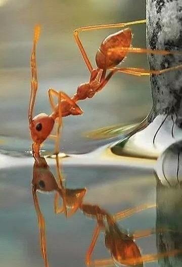 白蚁和蚂蚁的区别