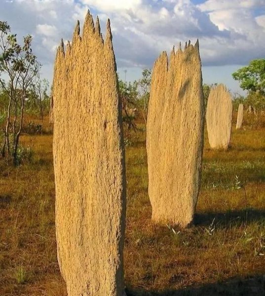 白蚁和蚂蚁的区别