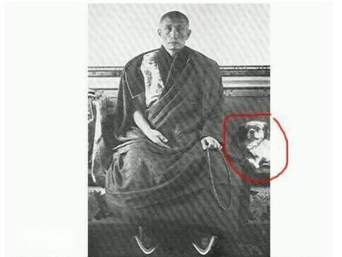 汪家人为什么怕狗