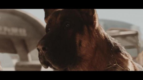 汪家人为什么怕狗