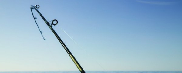 螺鲤饵料能钓什么鱼