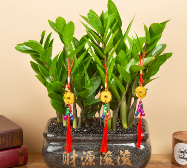 办公室放什么植物好养又风水好