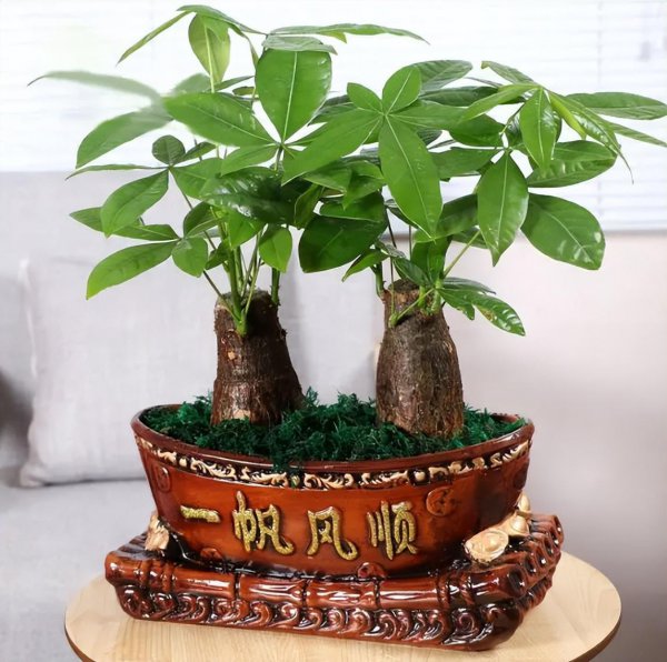 办公室放什么植物好养又风水好