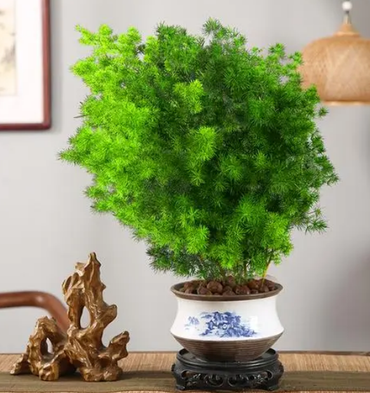 办公室放什么植物好养又风水好