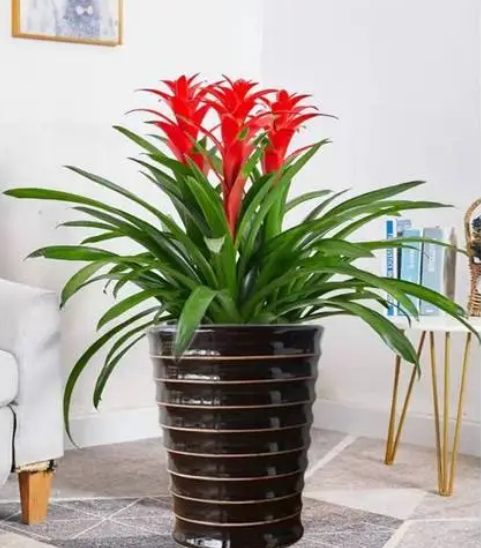 办公室放什么植物好养又风水好