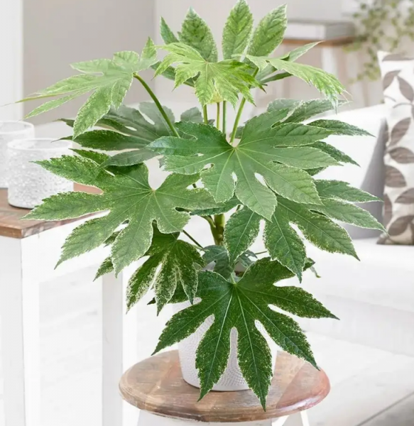 办公室放什么植物好养又风水好