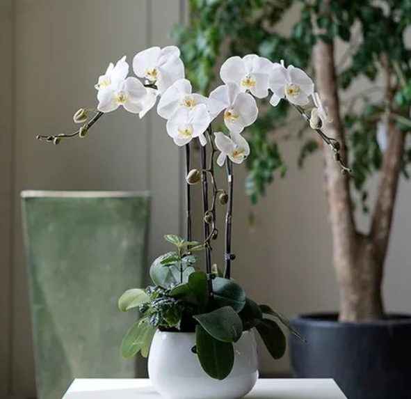 办公室放什么植物好养又风水好