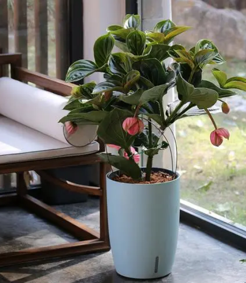 办公室放什么植物好养又风水好