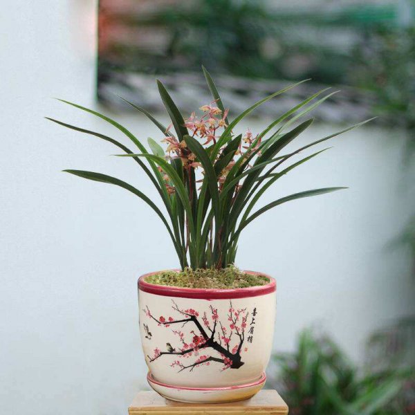 兰花叶尖发黄干枯是怎么回事