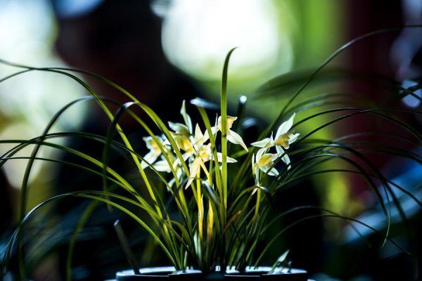 兰花叶尖发黄干枯是怎么回事