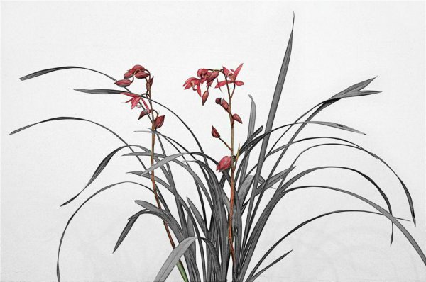 兰花叶尖发黄干枯是怎么回事