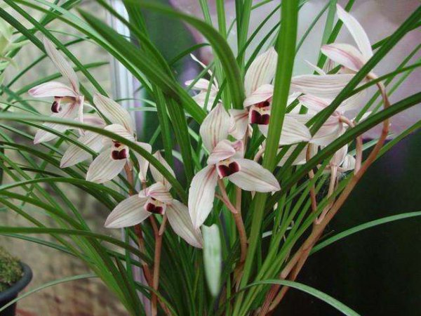 兰花叶尖发黄干枯是怎么回事