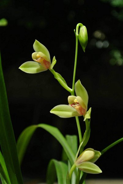 兰花叶尖发黄干枯是怎么回事