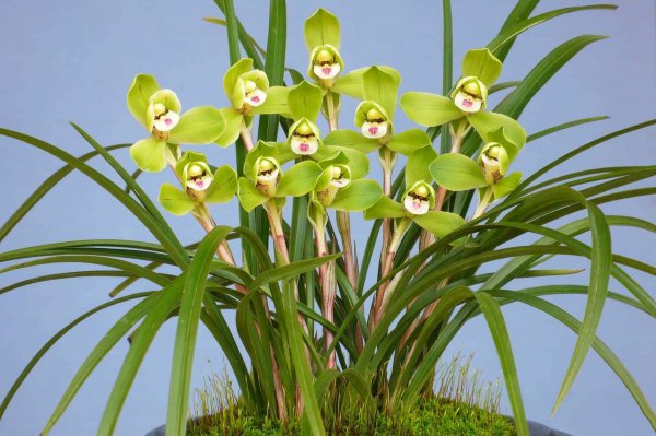 兰花叶尖发黄干枯是怎么回事