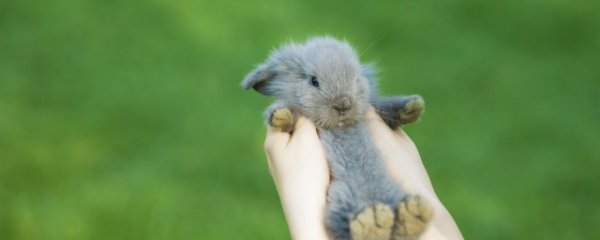 兔年本命年要佩戴什么