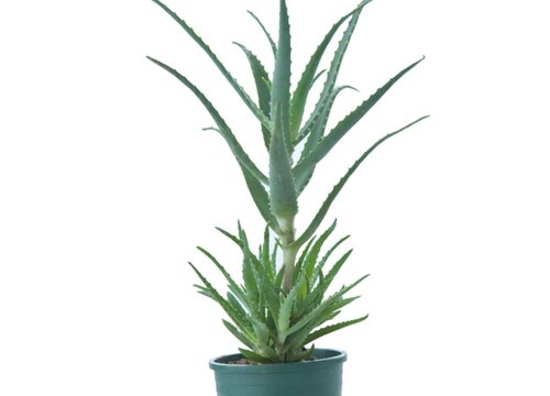 芦荟和龙爪的区别