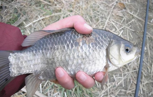 鲫鱼繁殖期是什么时候