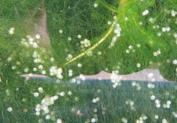 鲫鱼繁殖期是什么时候