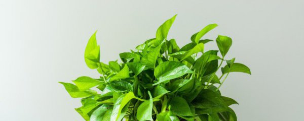 常见水培植物有哪些