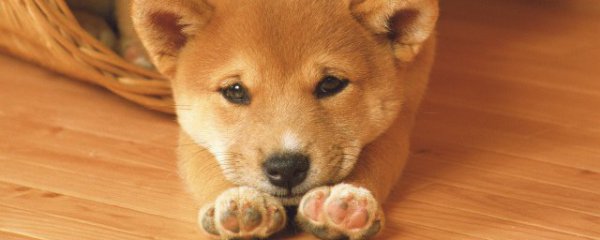 什么属相的人不能养狗