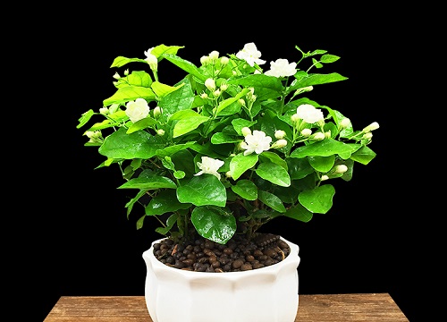 茉莉花如何换盆避免干枯死亡