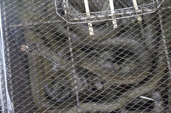 广东龙虎凤是什么菜