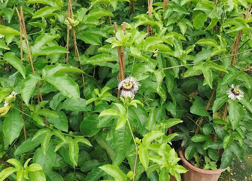 阳台种百香果怎样才能结果多