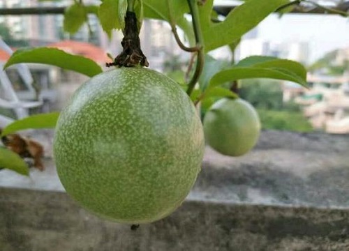 阳台种百香果怎样才能结果多