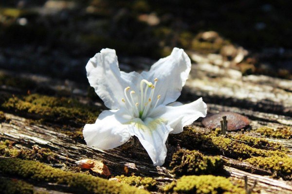 狡猾的人有什么特点和性格