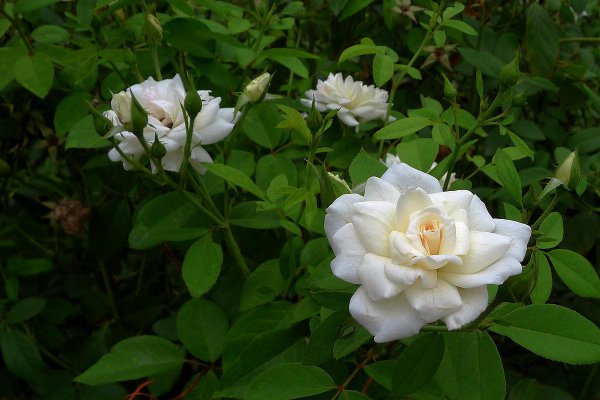 狡猾的人有什么特点和性格