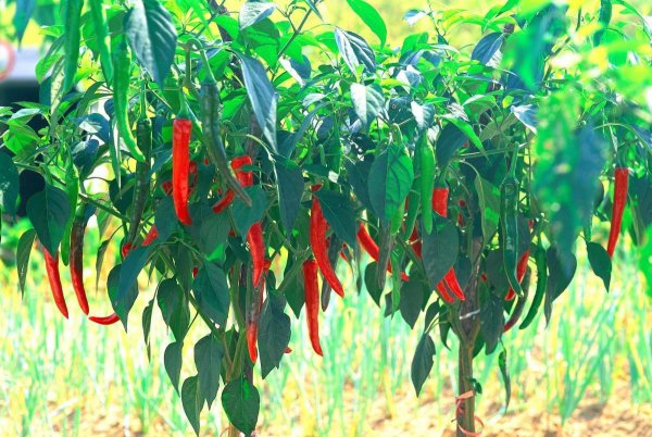 种辣椒什么时间种比较好