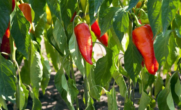 种辣椒什么时间种比较好