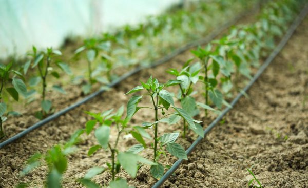 种辣椒什么时间种比较好