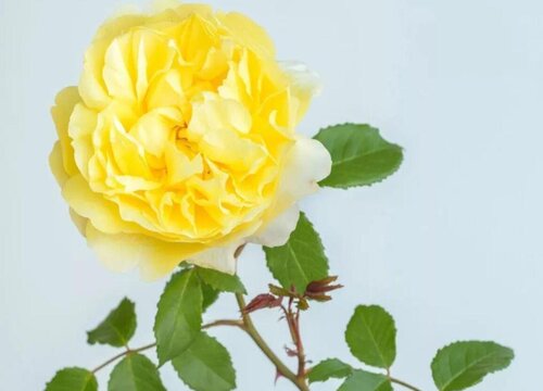 诗人的妻子月季优缺点简介