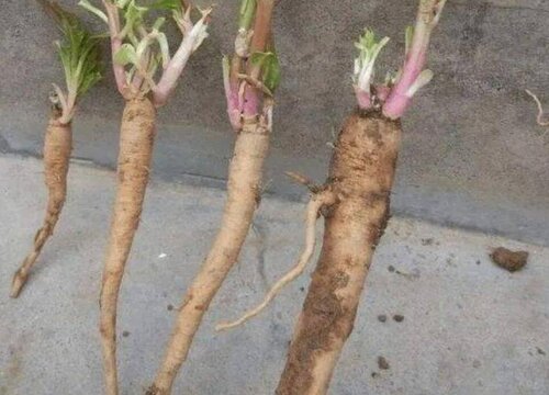 草参什么时候成熟