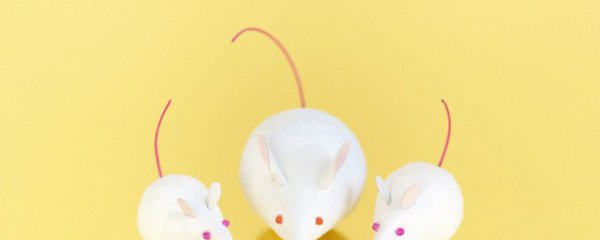 为什么用小白鼠做实验