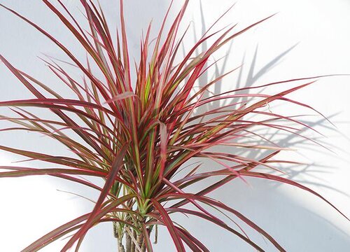 龙血树的寓意与风水