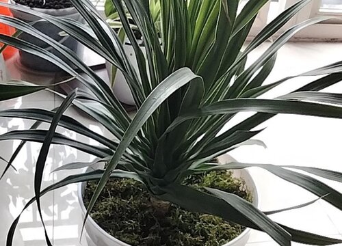 龙血树的寓意与风水