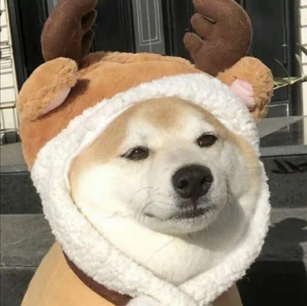 家养狗公有必要绝育吗