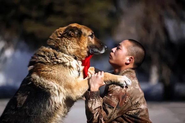 家养狗公有必要绝育吗