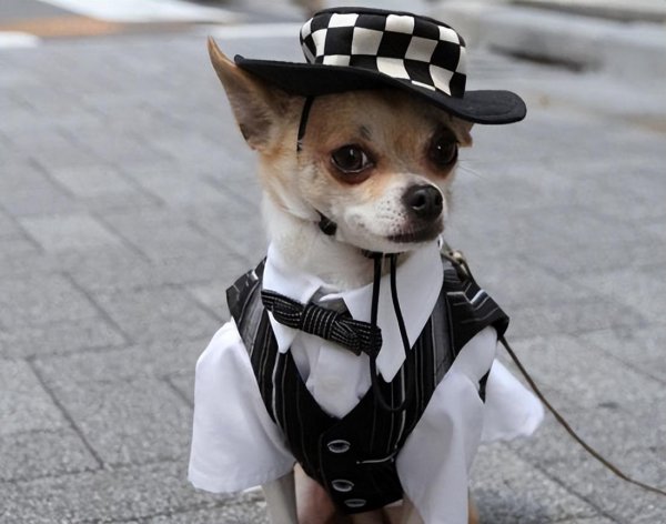 家养狗公有必要绝育吗