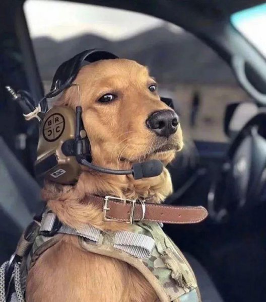 家养狗公有必要绝育吗