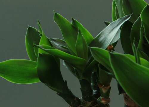 富贵竹徒长修剪方法