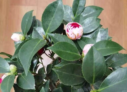 8月以后怎么养茶花可以提高它的花量