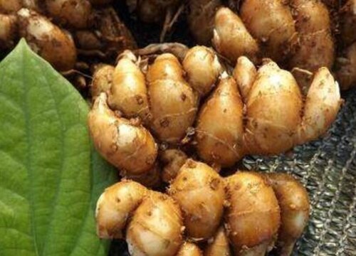 沙姜的功效与作用及食用方法