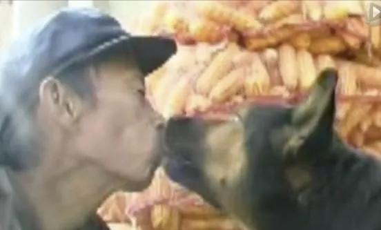 关于狗的电影排行榜前十