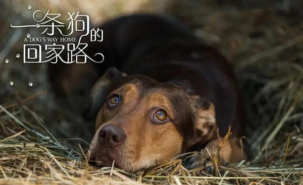 关于狗的电影排行榜前十