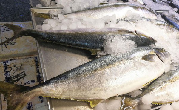 黄金鲅鱼和鲅鱼的区别