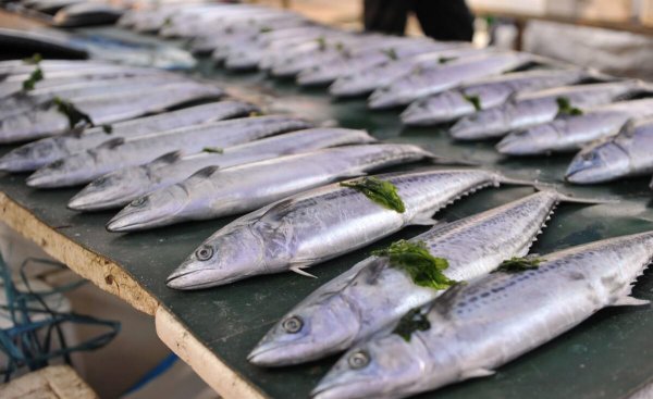 黄金鲅鱼和鲅鱼的区别