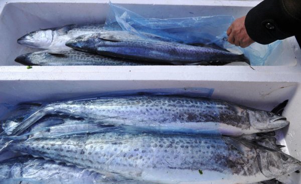 黄金鲅鱼和鲅鱼的区别